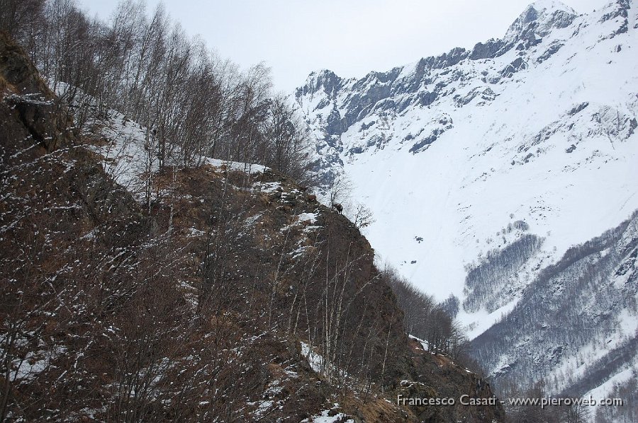 01  Sagoma di stambecco al centro della foto.jpg